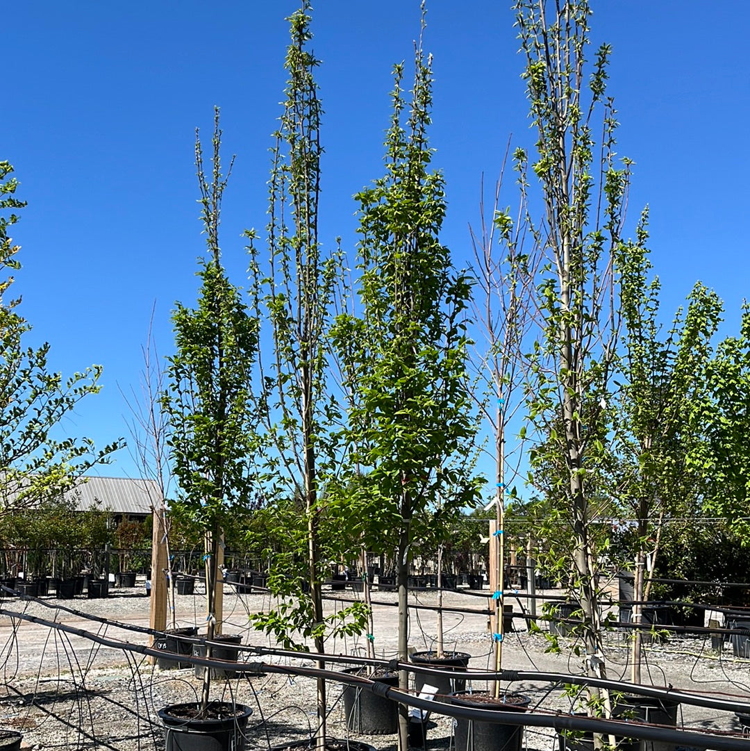 Upright European Hornbeam 15 Gal