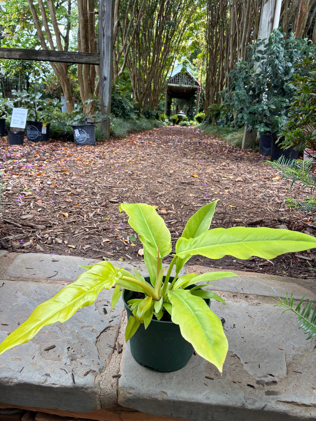 Golden Saw Philodendron