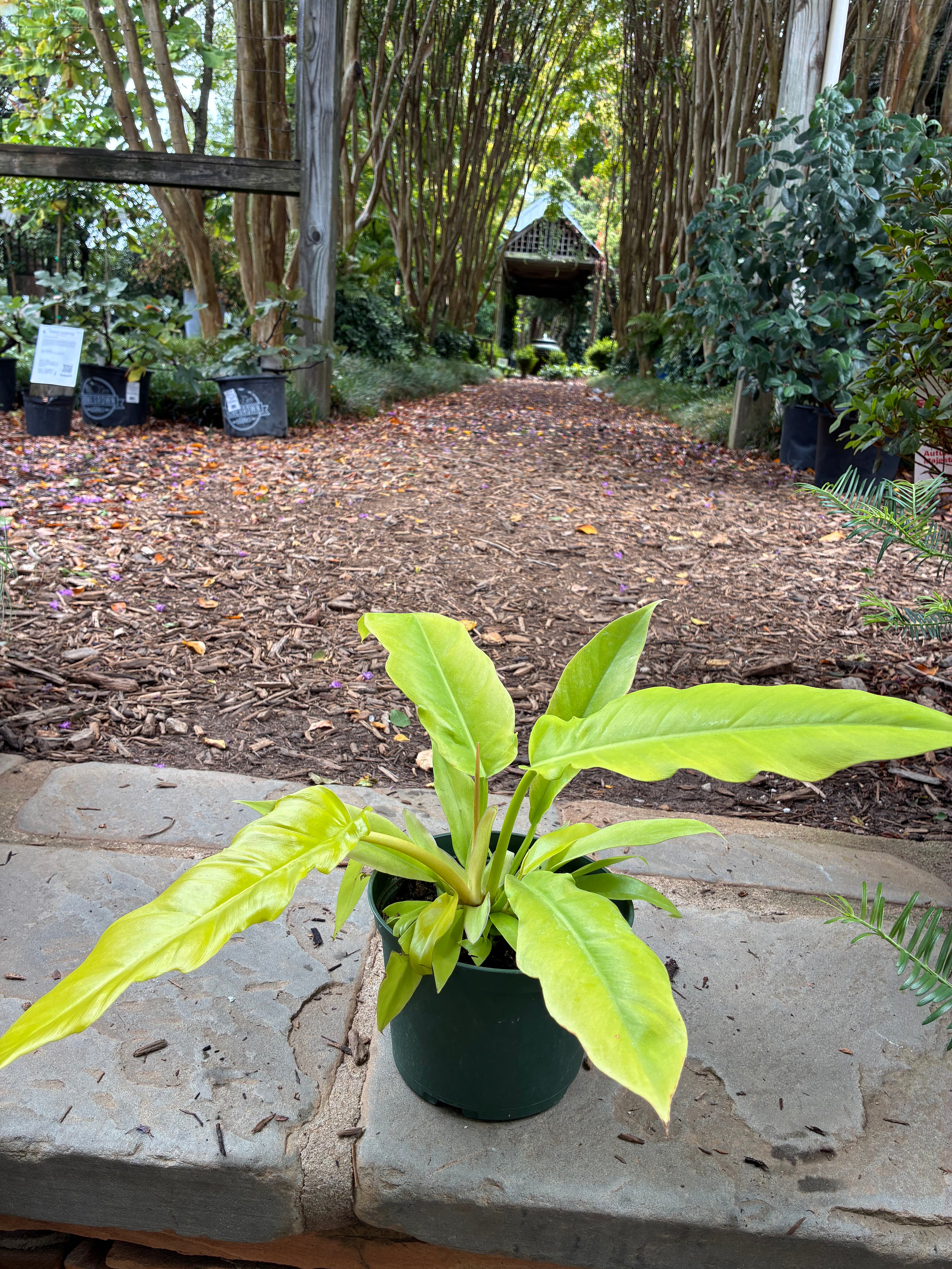 Golden Saw Philodendron
