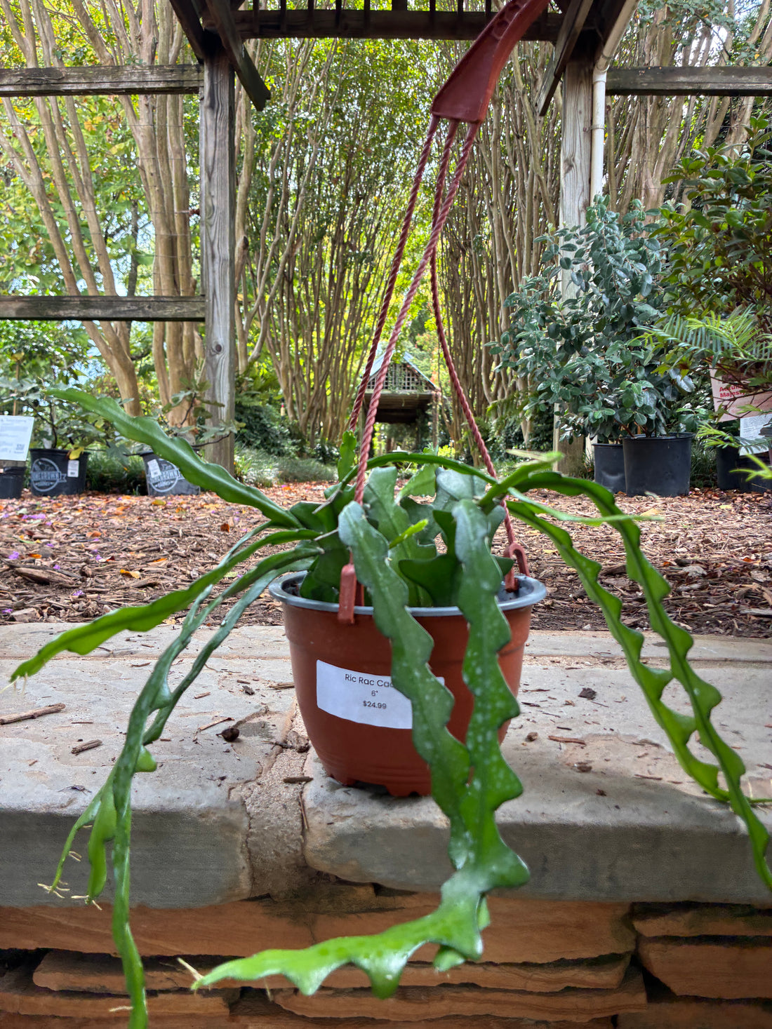Ric Rac Cactus