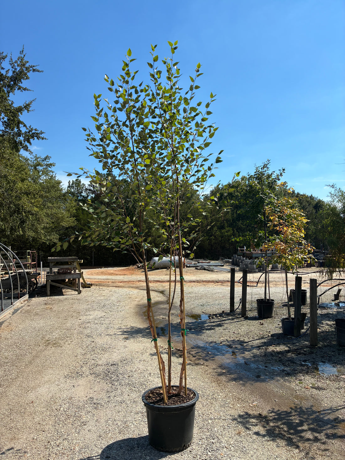 Heritage River Birch