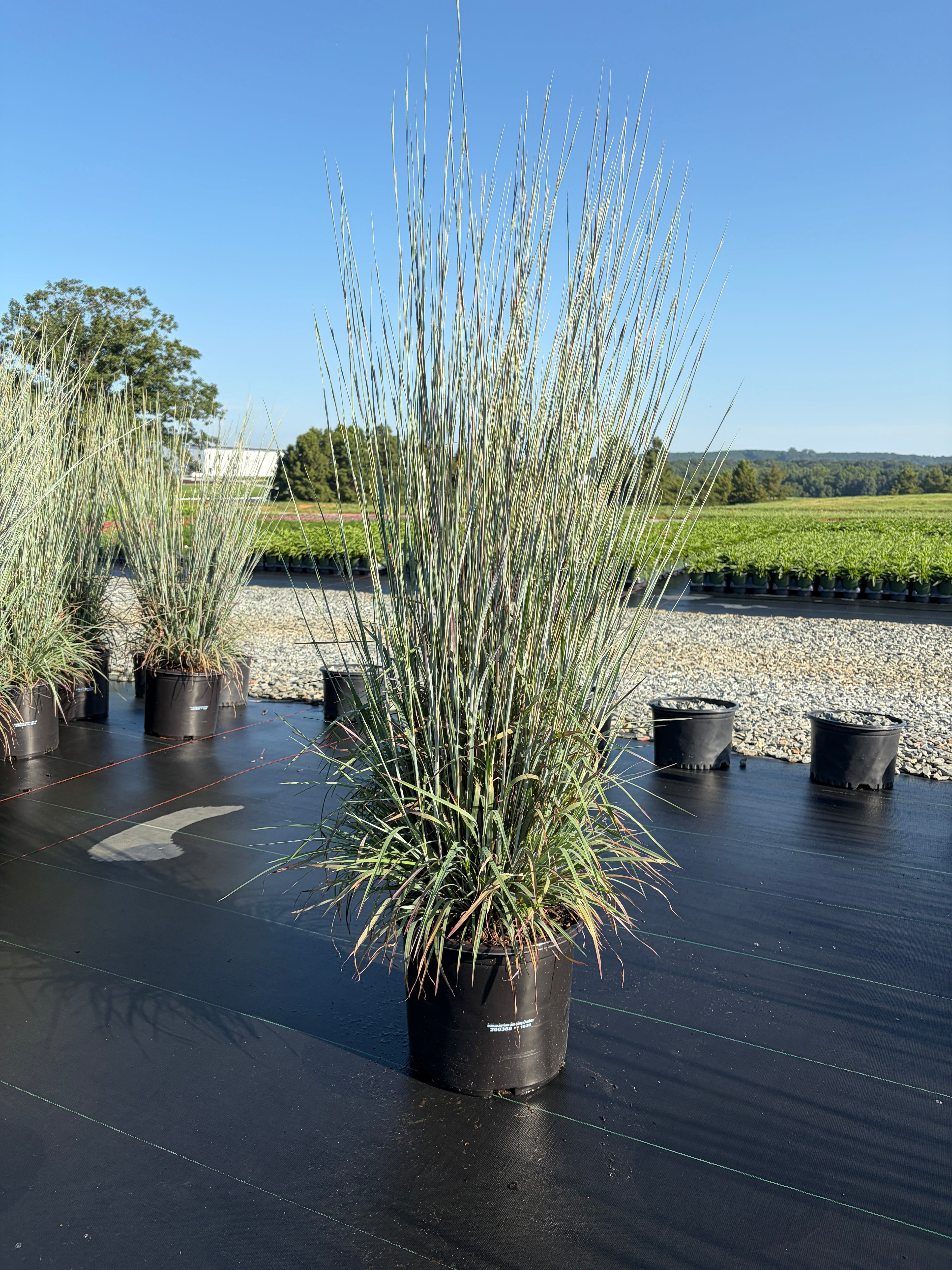 Standing Ovation Bluestem Grass
