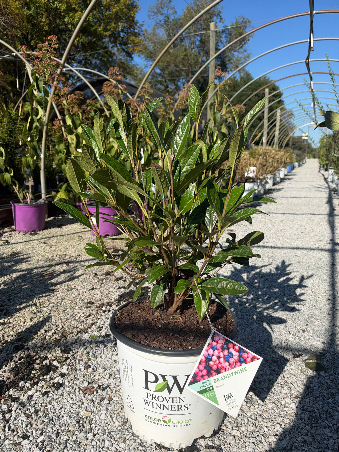 Brandywine Viburnum