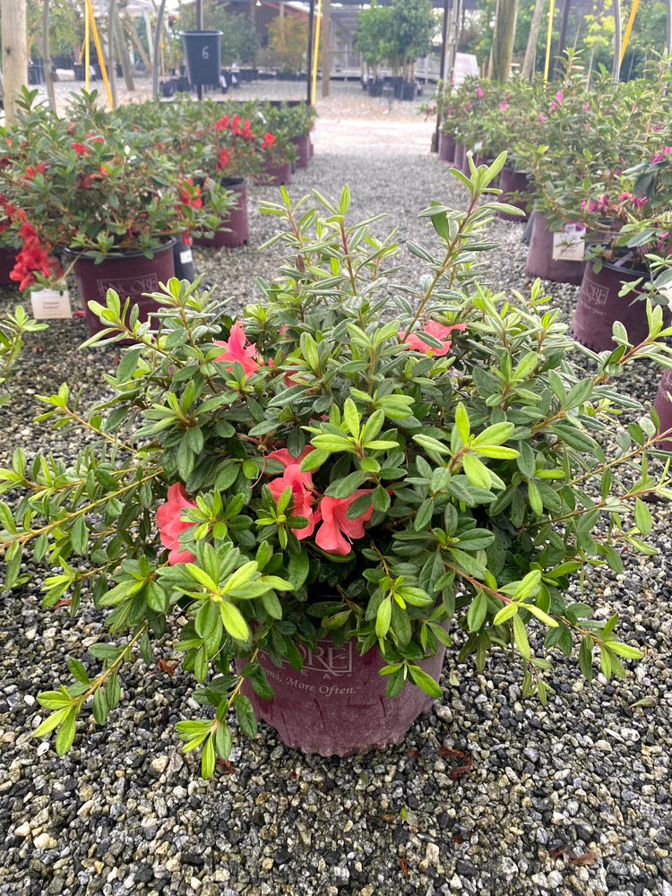 Autumn Coral Encore Azalea 2&3 Gal