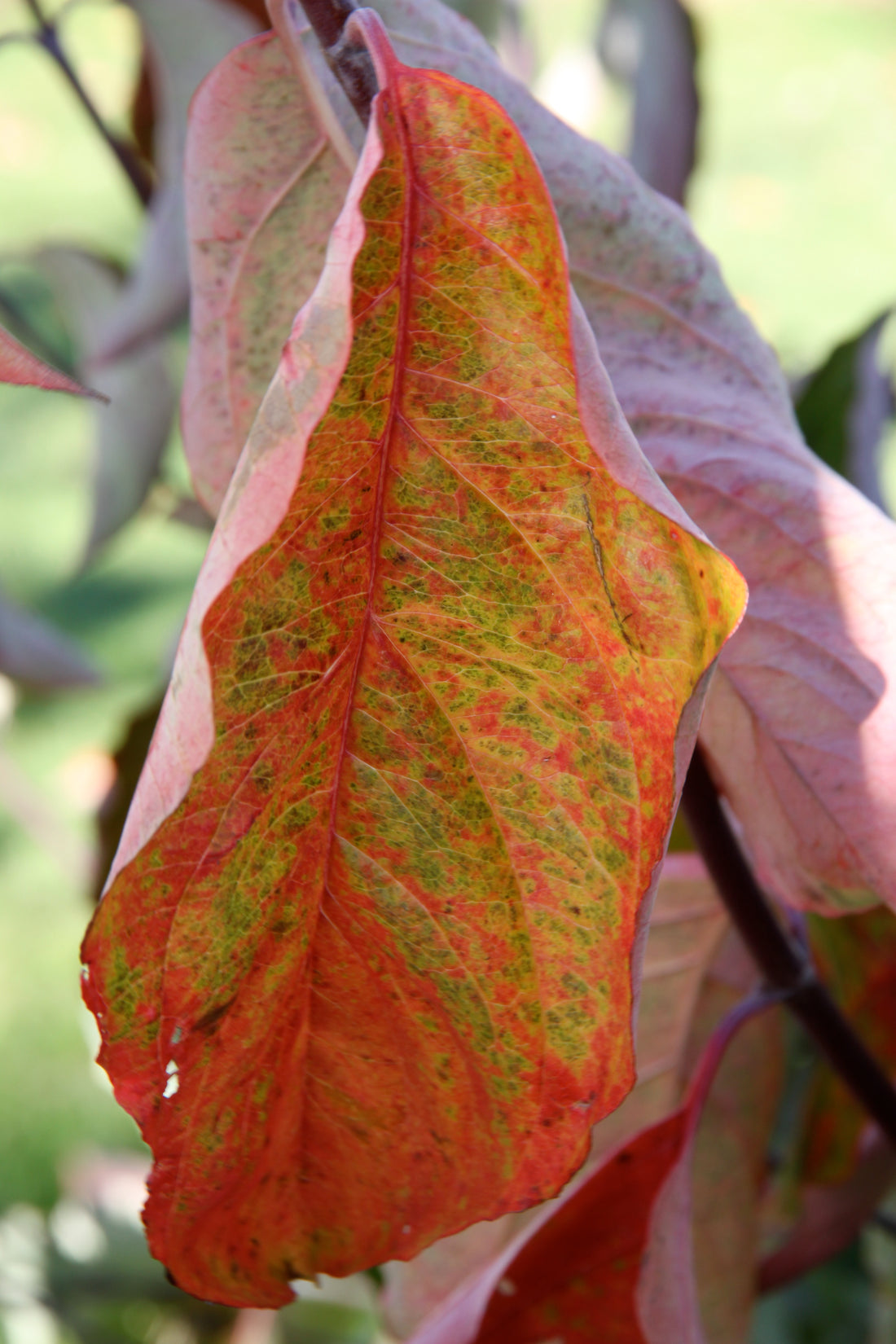 Appalachian Snow Dogwood