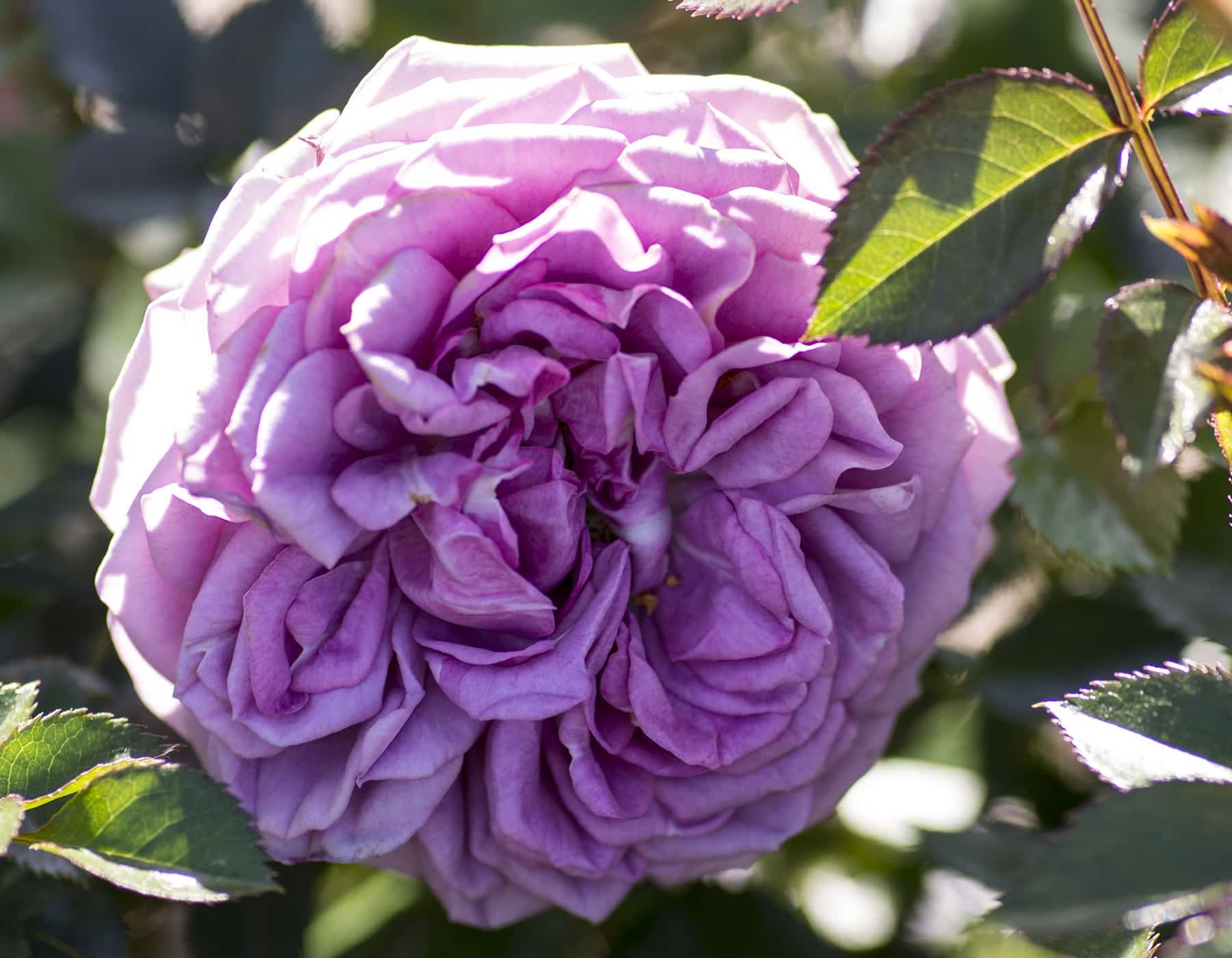 Veranda Lavender Rose