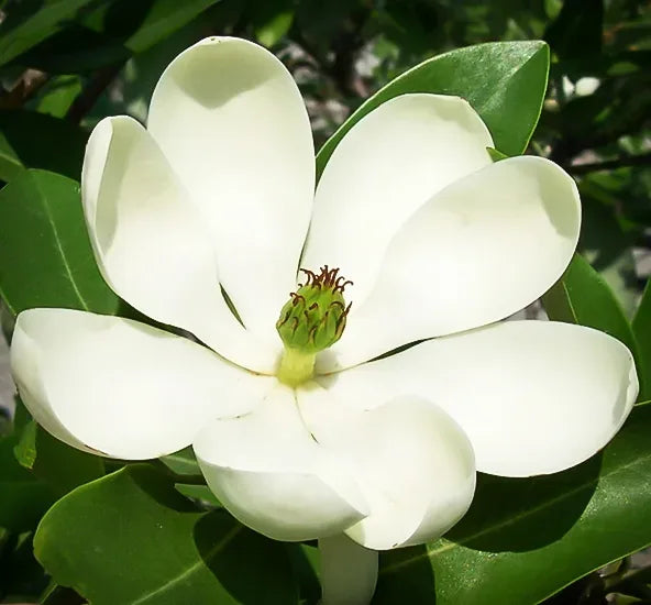 Moonglow Sweetbay Magnolia