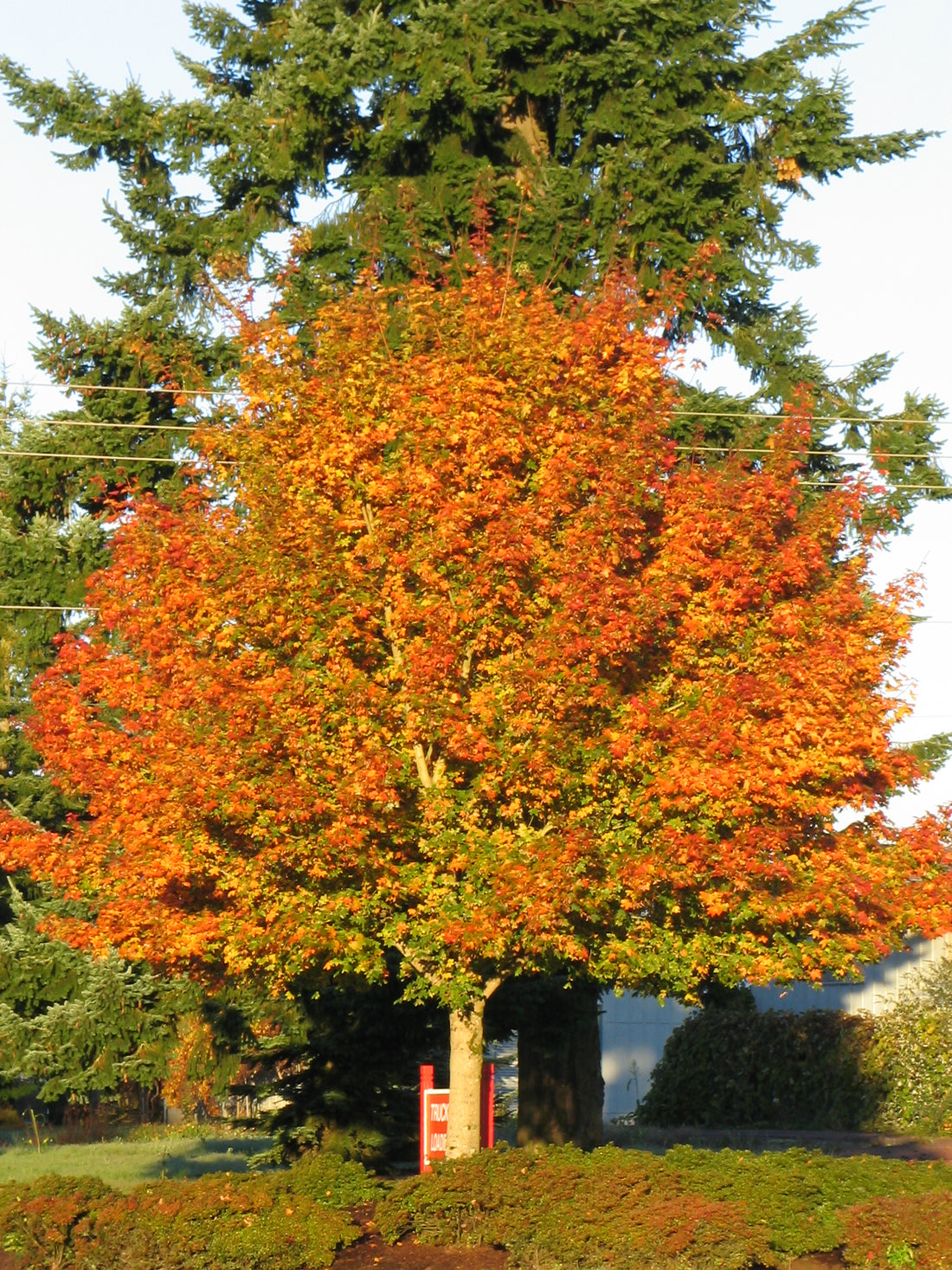 Norwegian Sunset Maple