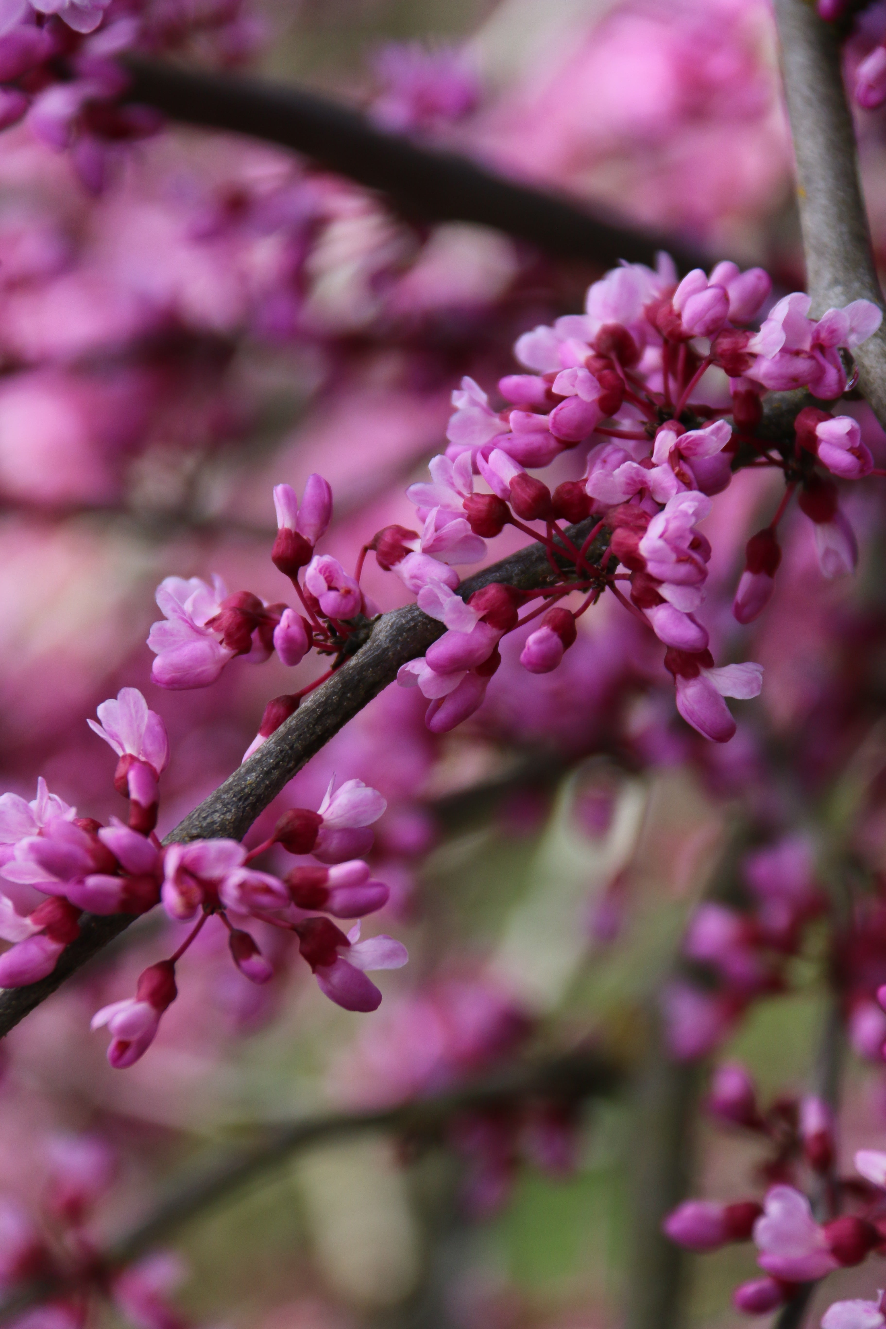Pink Heartbreaker Weeping Redbud