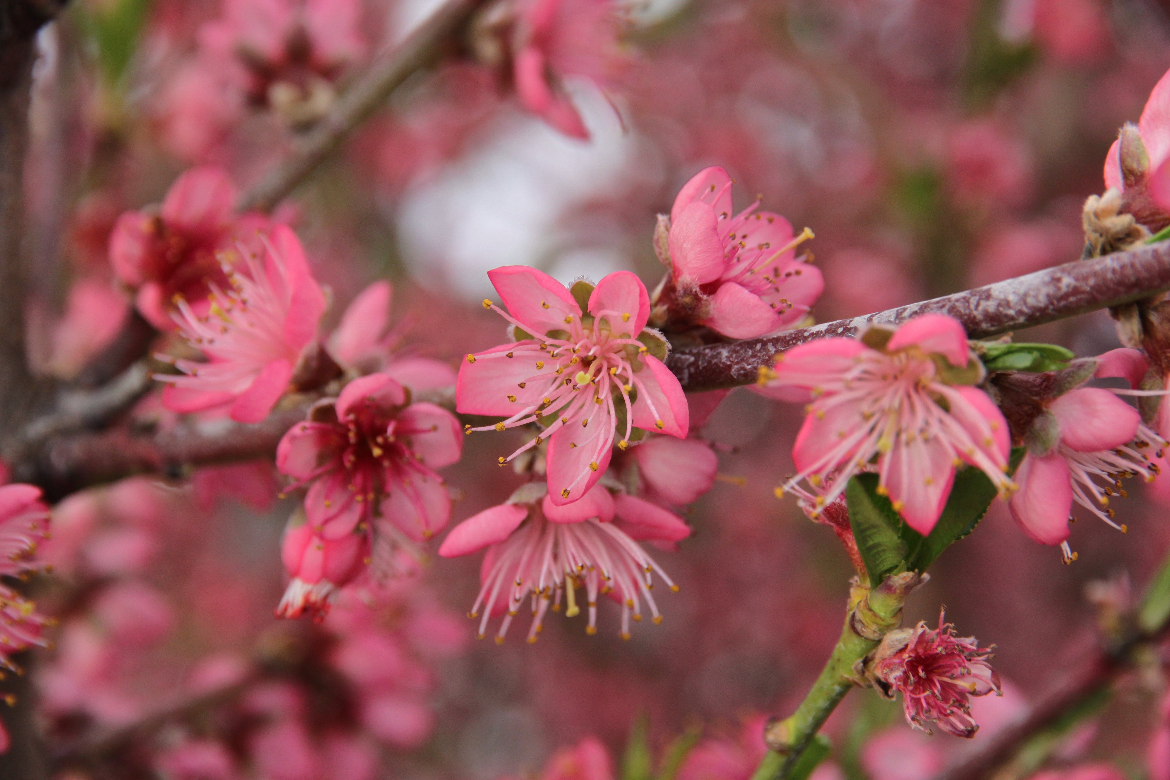 Red Haven Peach