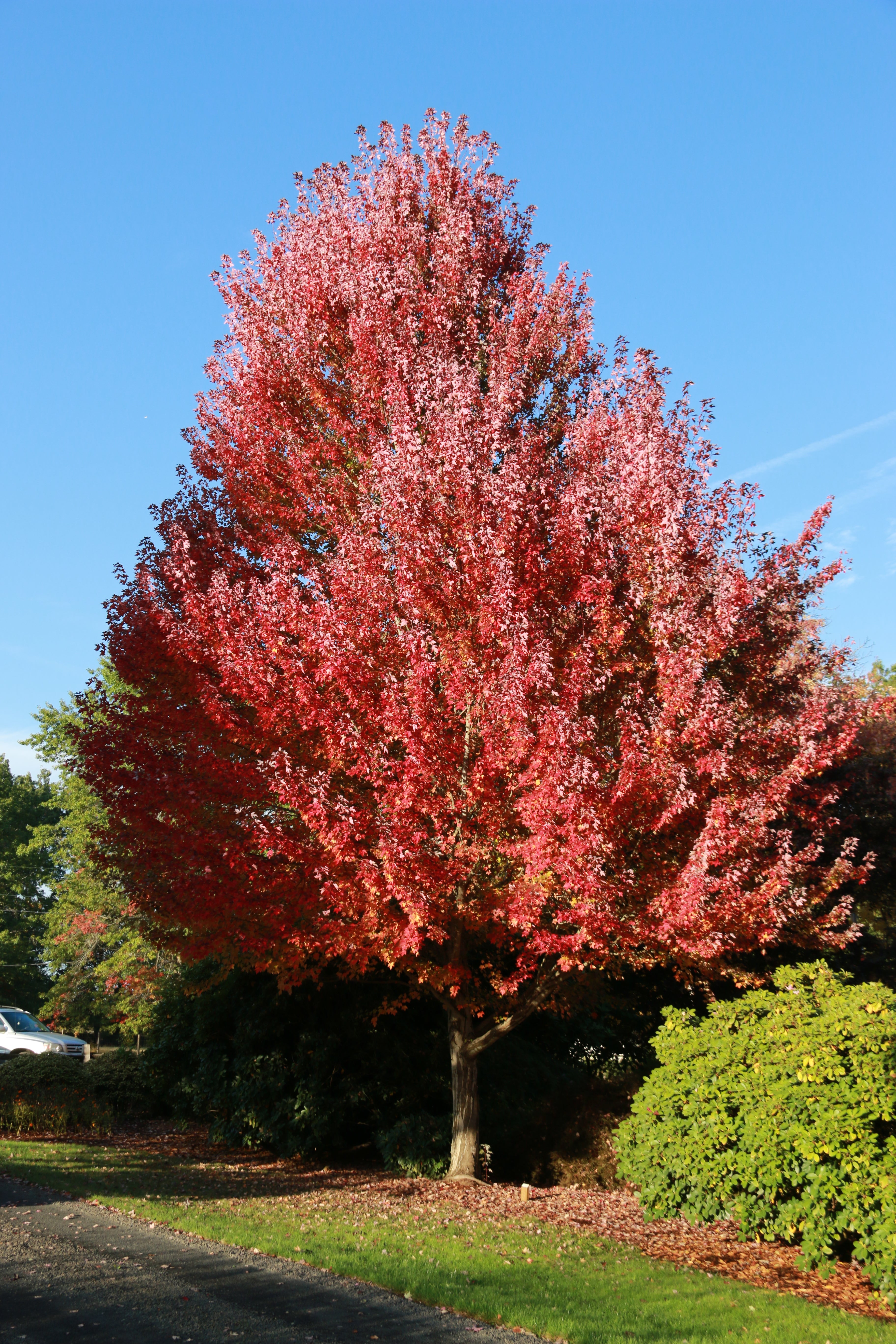 RedPointe Maple