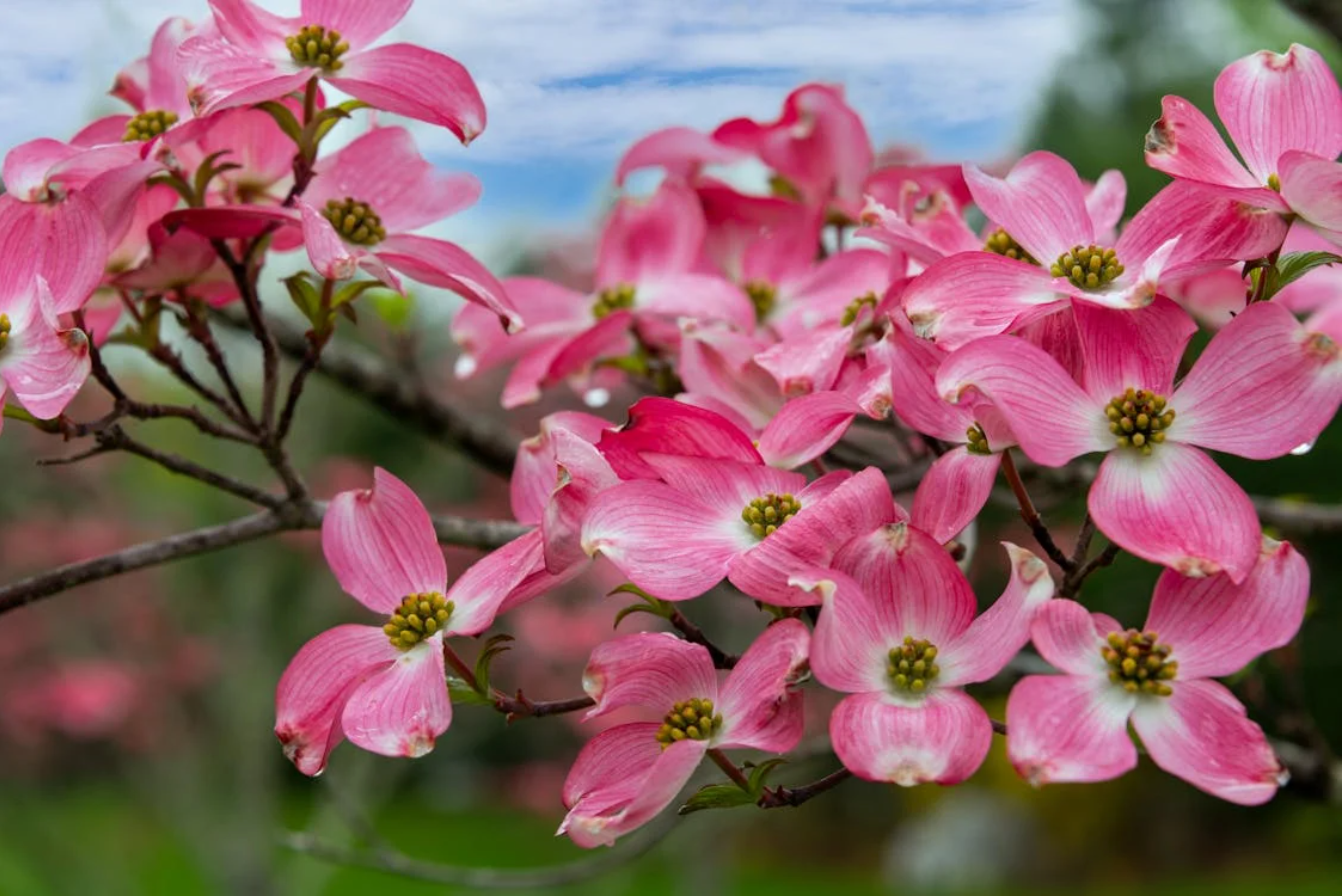 Cherokee Brave Dogwood