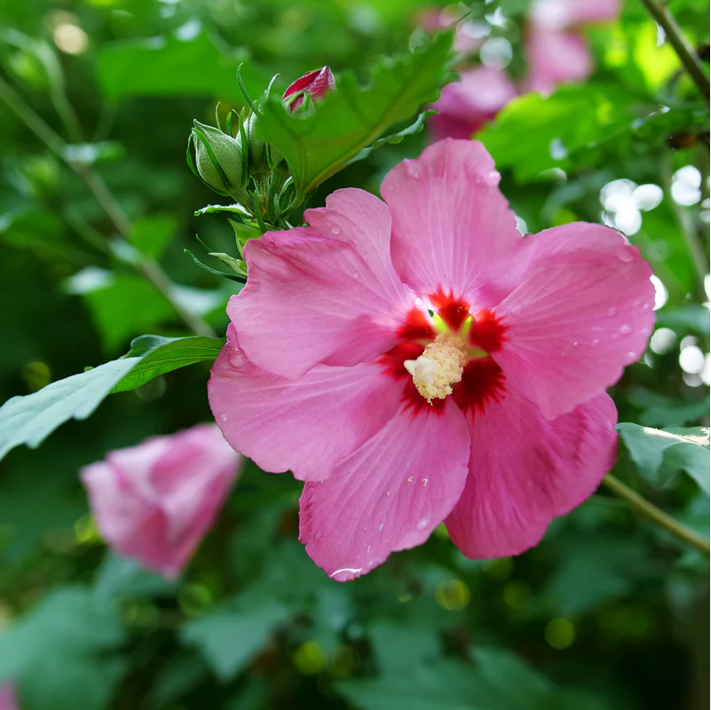 Paraplu Rouge Rose of Sharon