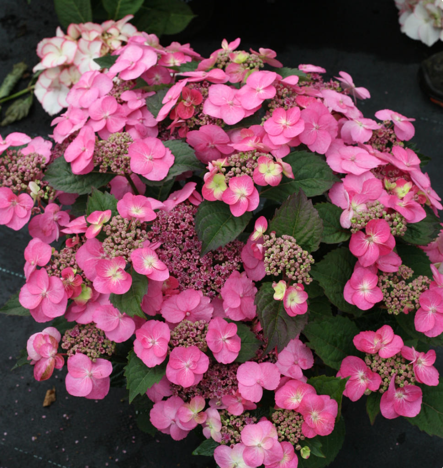 Tuff Stuff Hydrangea