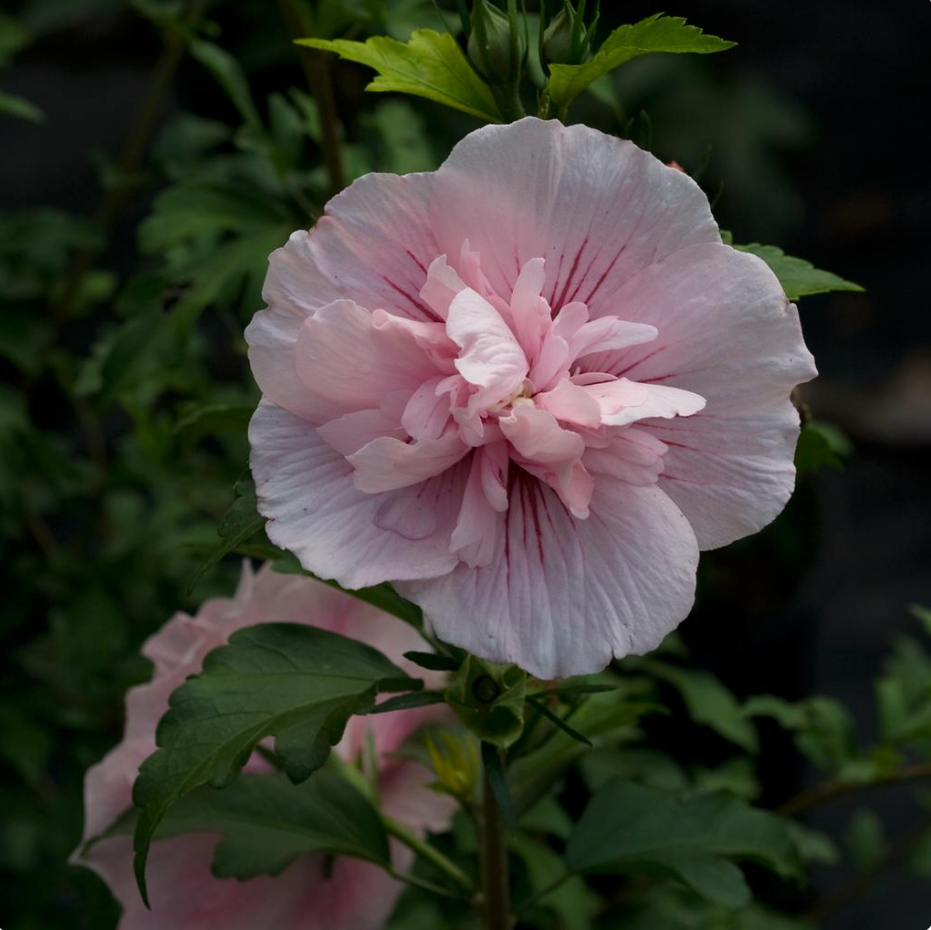 Pink Chiffon Rose of Sharon