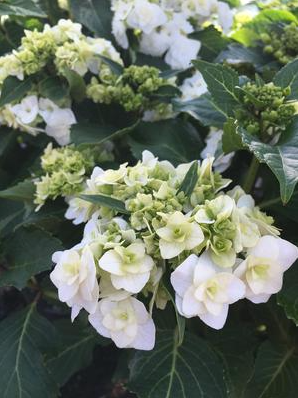 Wedding Gown Hydrangea
