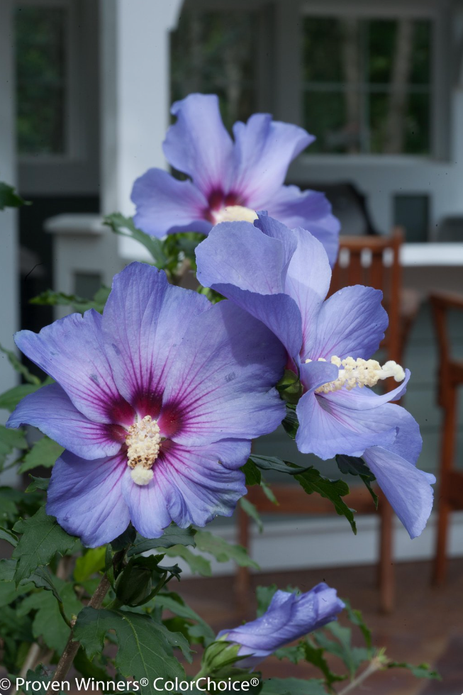 Blue Satin Rose of Sharon