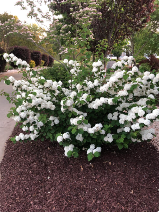 Opening Day Viburnum
