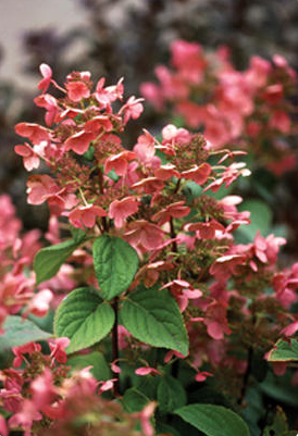 Quick Fire Hydrangea Patio-Tree