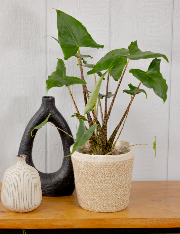 Jungle Music Alocasia