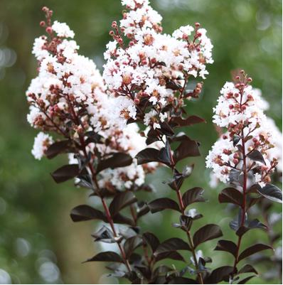 Thunderstruck White Lightning Crapemyrtle