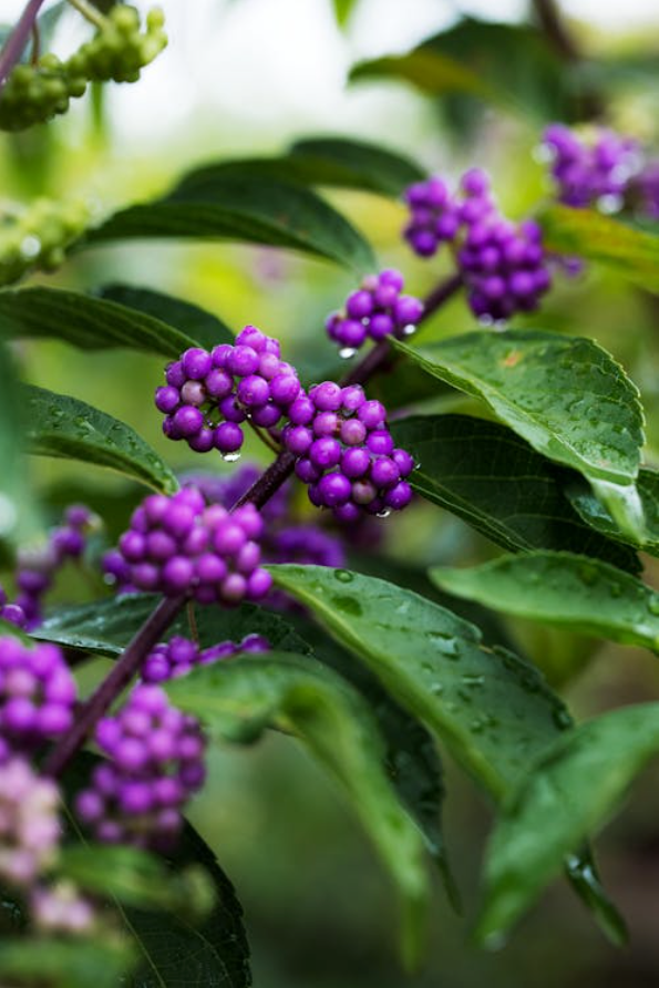 American Beautyberry