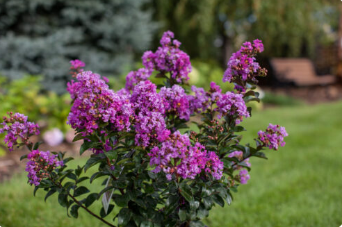 Purple Magic Crapemyrtle
