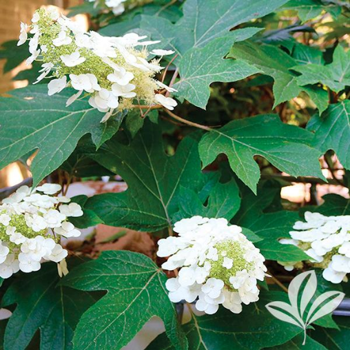Ellen Huff Oakleaf Hydrangea