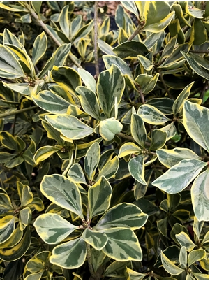 Crown Jewel Cleyera