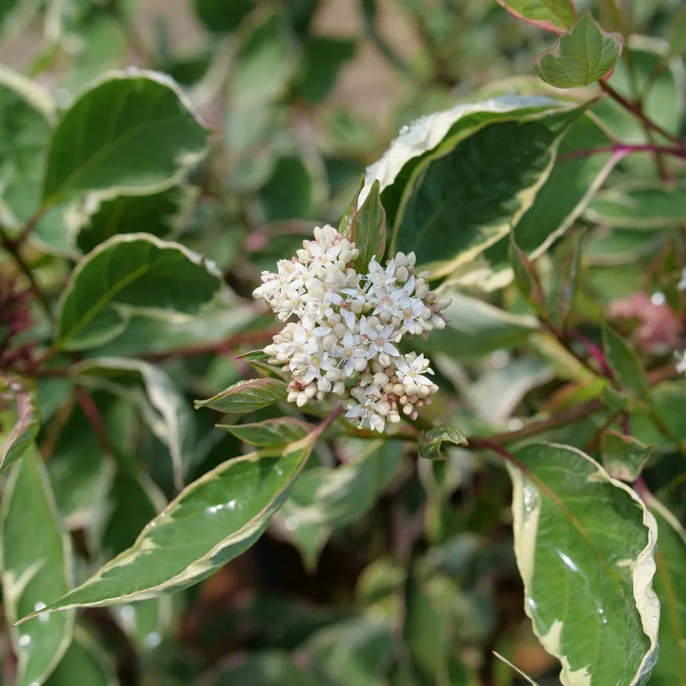 Sgt. Pepper Dogwood