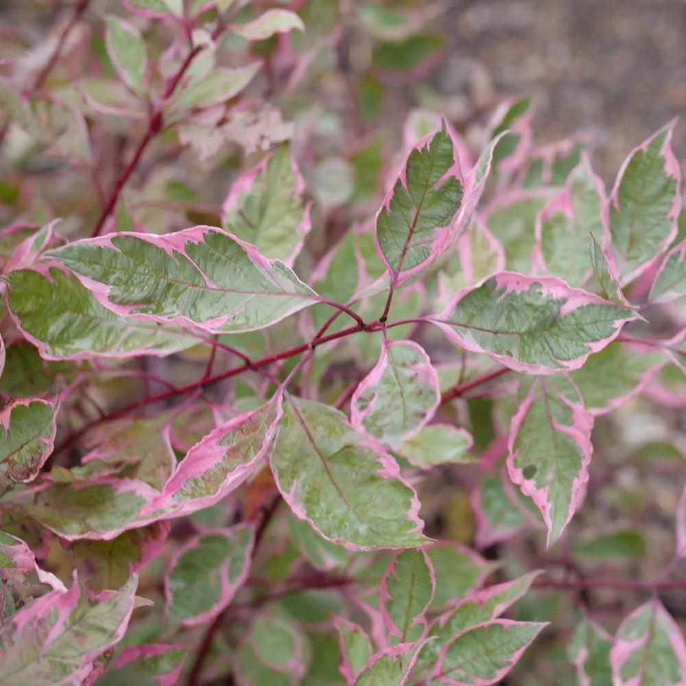 Sgt. Pepper Dogwood