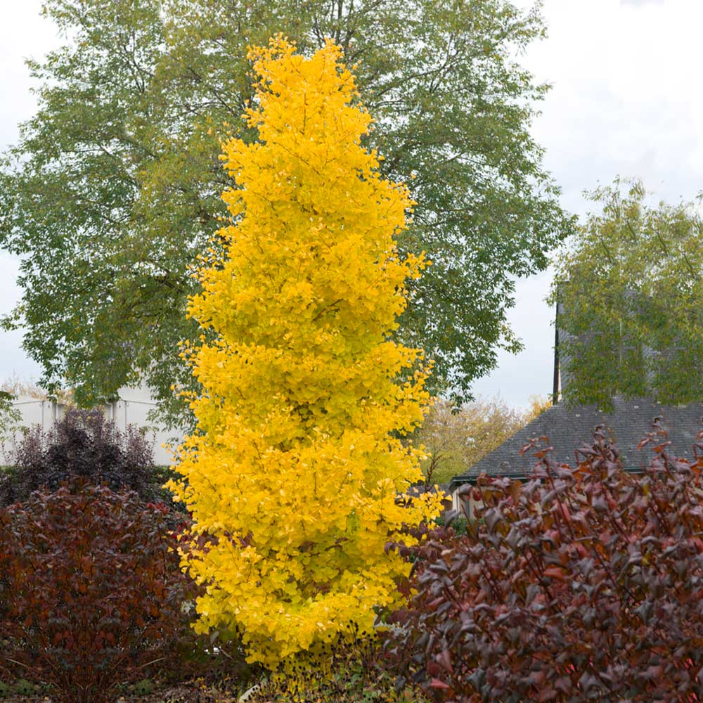 Sky Tower Ginkgo 7 Gal