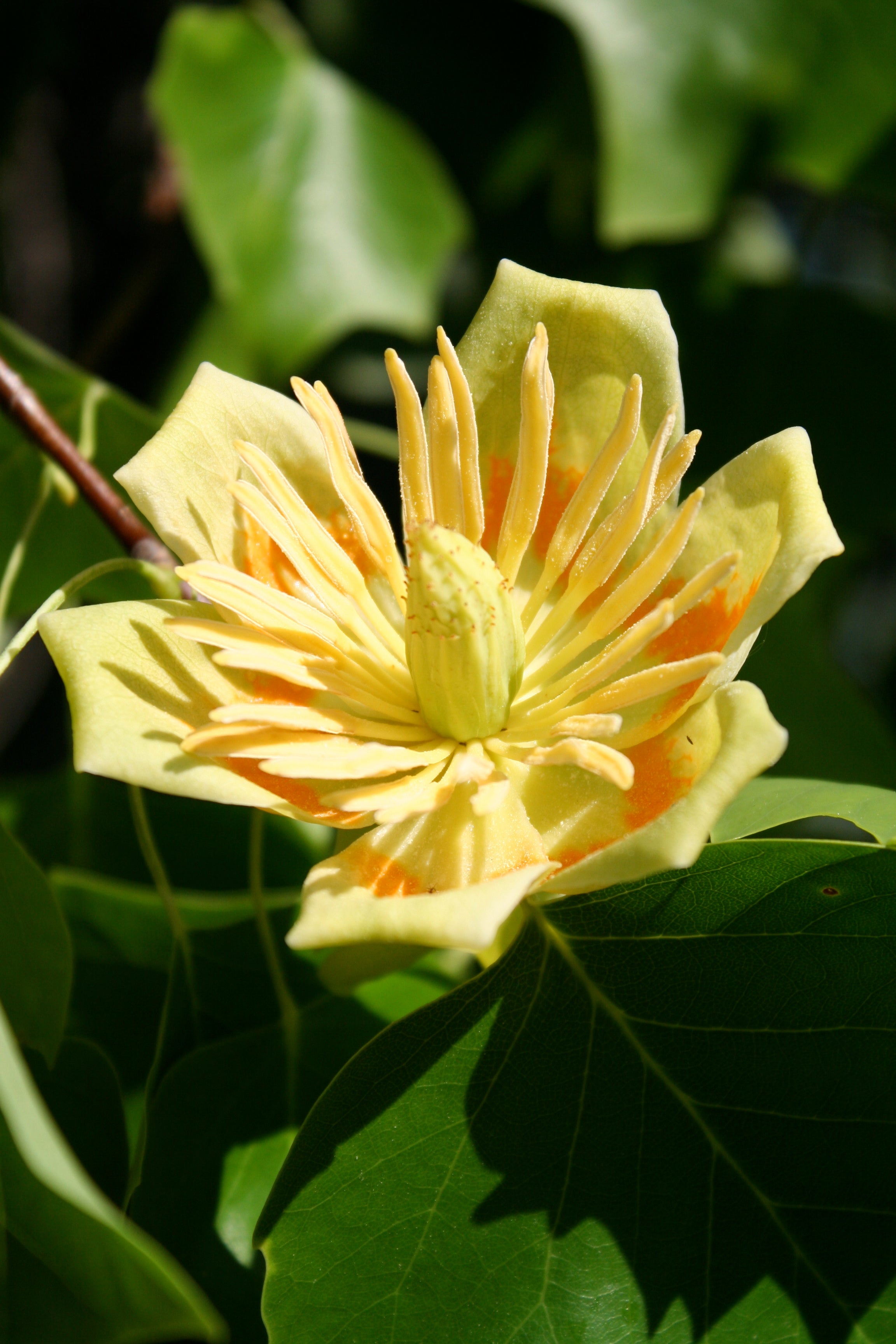 Tulip Poplar – Lichtenfelt's