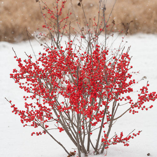 Berry Poppins Winterberry Holly 3 Gal