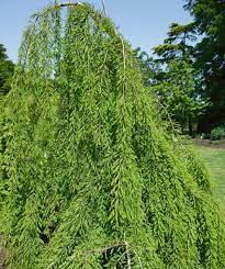 Cascade Falls Bald Cypress 7 Gal