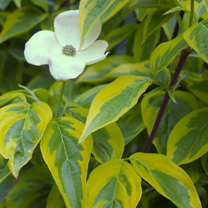 Celestial Shadow Dogwood 7 Gal