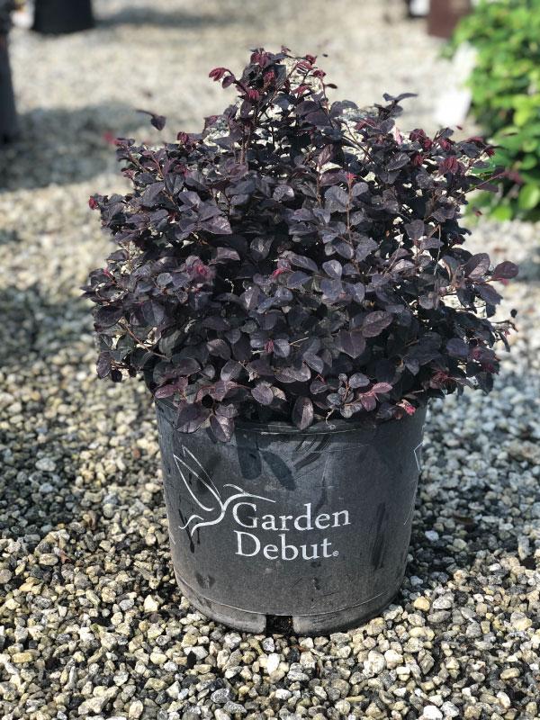 Cherry Blast Loropetalum 3 Gal