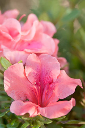 Autumn Coral Encore Azalea 2&3 Gal