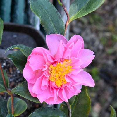 Corkscrew Camellia