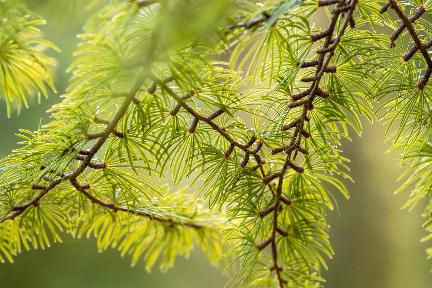 Golden Larch 15 Gal