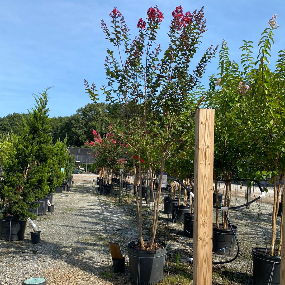 Colorama Scarlet Crapemyrtle 15 Gal