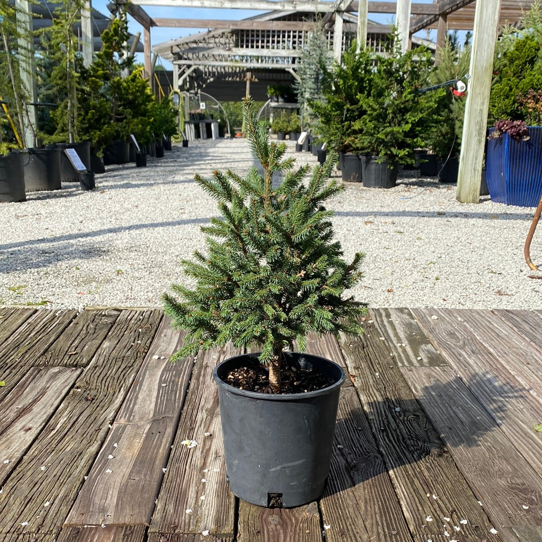 Blue Teardrop Spruce 2 Gal