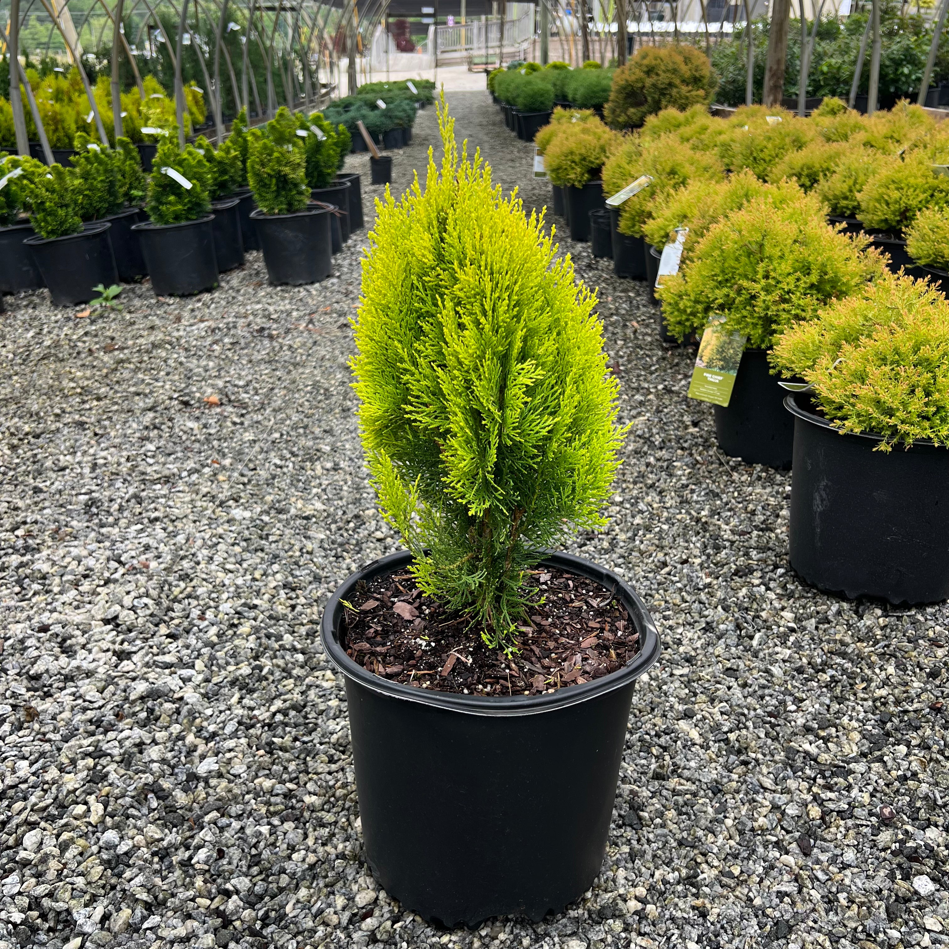 Morgan Arborvitae 3 Gal