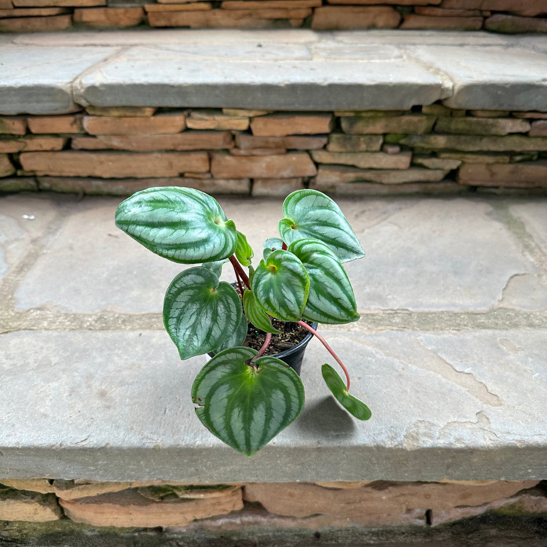 Watermelon Peperomia