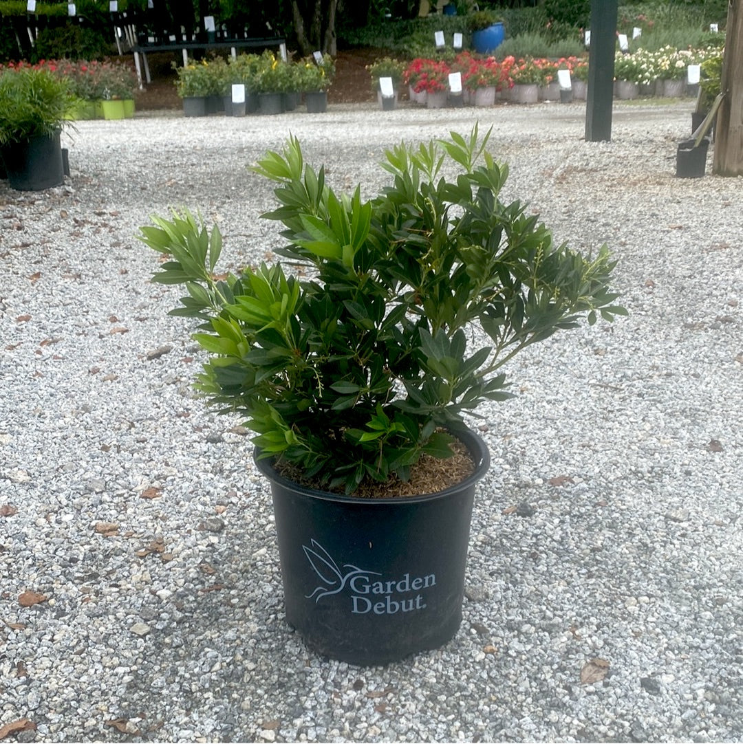 Southern Lady Pieris 3 Gal