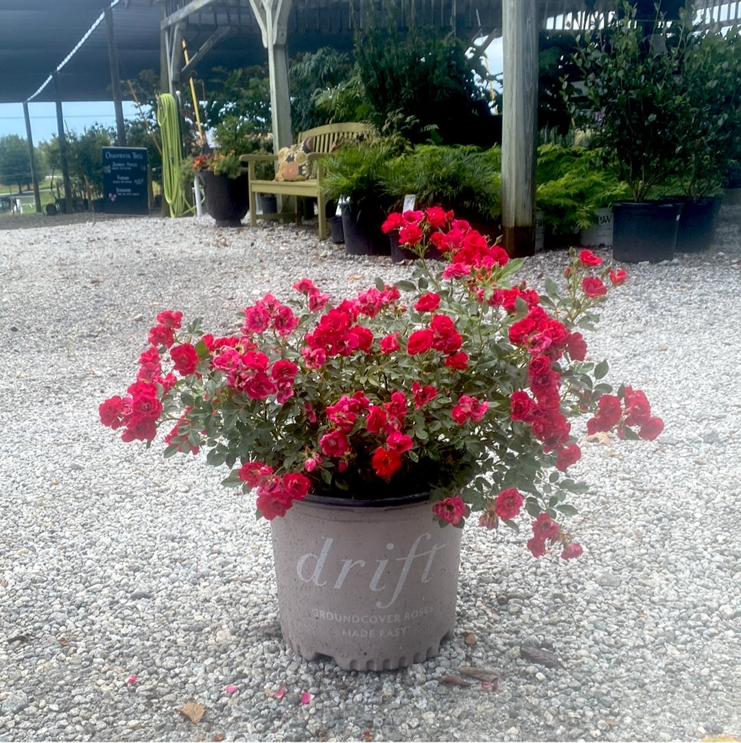 Red Drift Rose 2&3 Gal