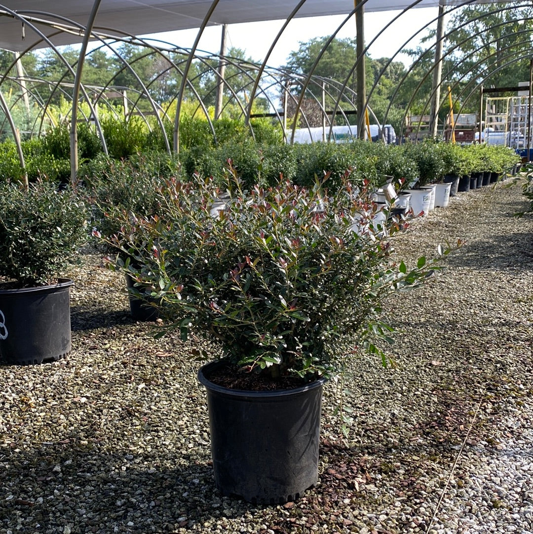 Bordeaux Dwarf Yaupon Holly 3 Gal