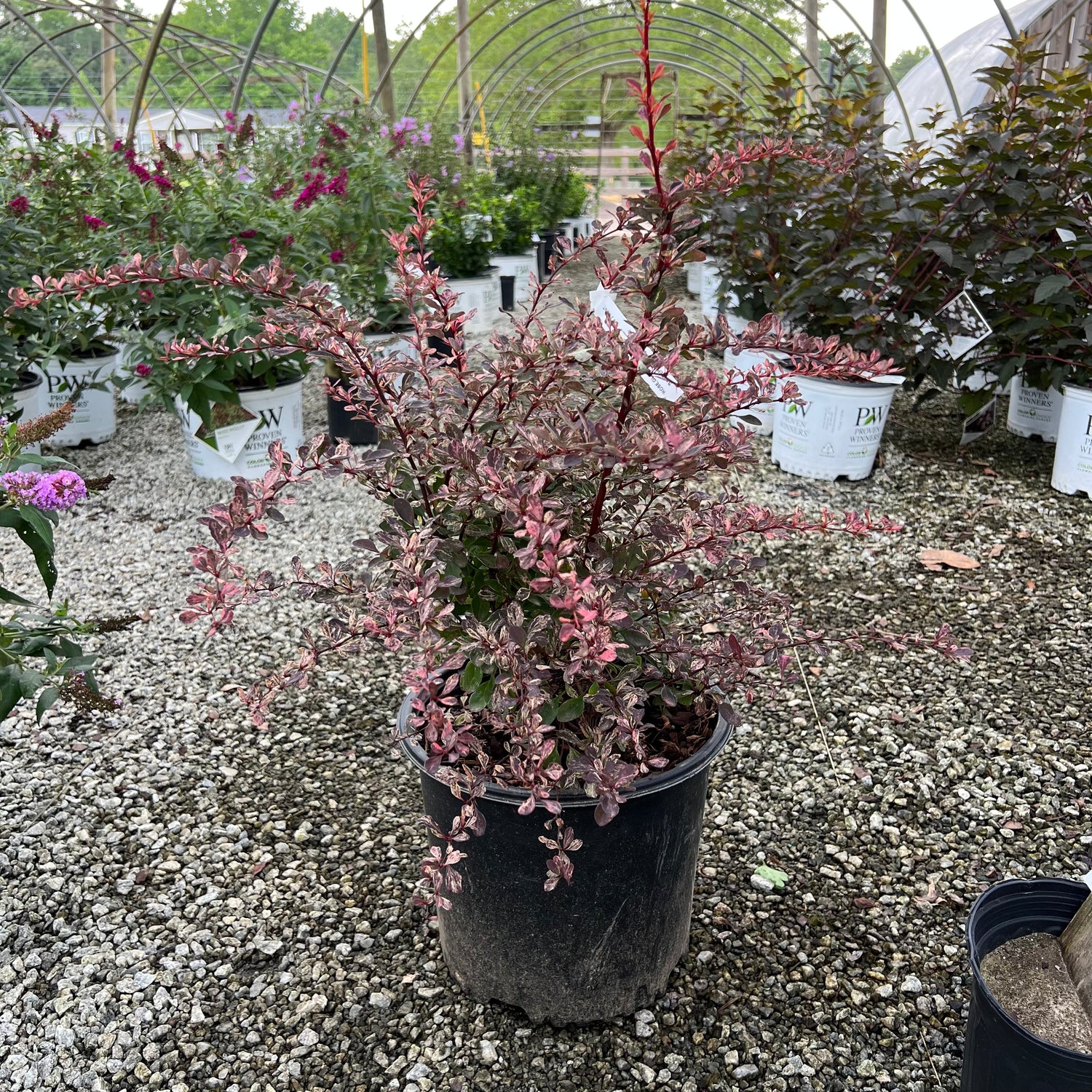 Rose Glow Barberry 3 Gal