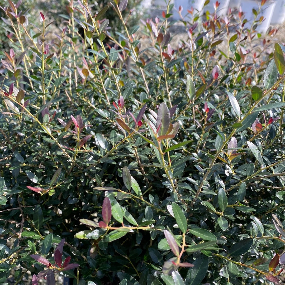 Bordeaux Dwarf Yaupon Holly 3 Gal