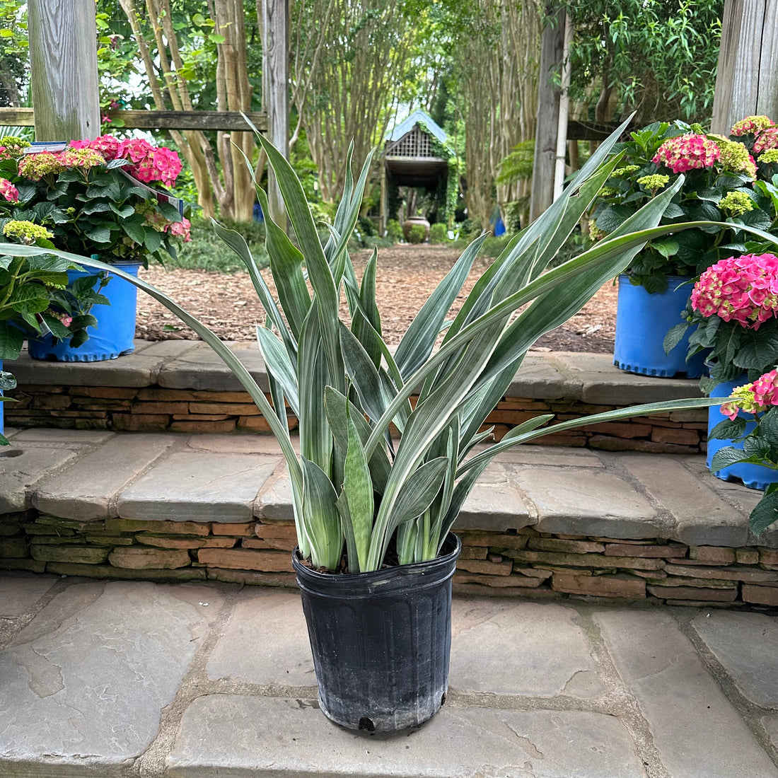 Sayuri Sansevieria